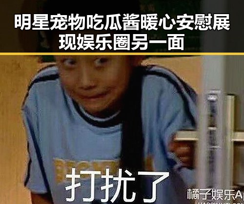 明星宠物吃瓜酱暖心安慰展现娱乐圈另一面
