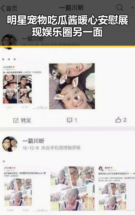 明星宠物吃瓜酱暖心安慰展现娱乐圈另一面